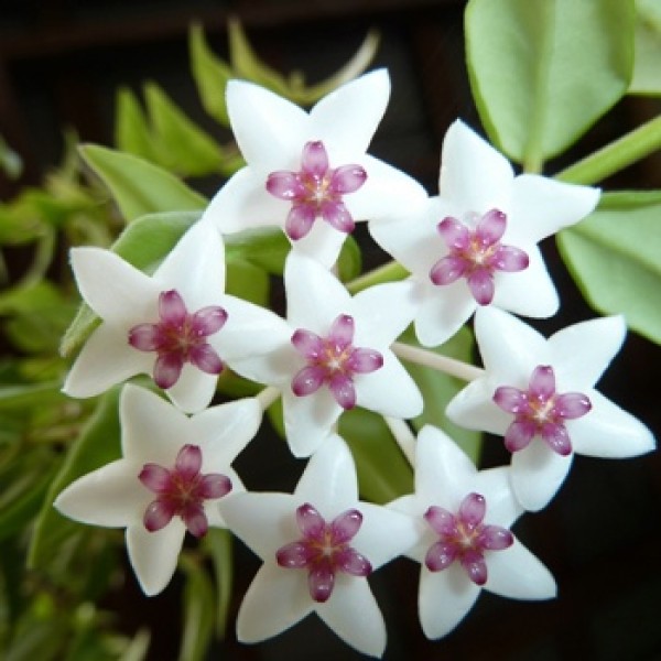Hoya White Plant